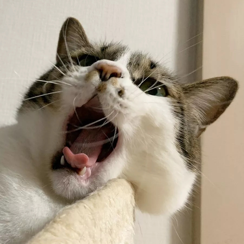 插画师笔下的肥猫