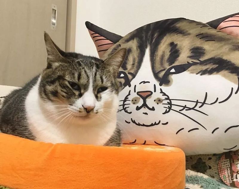 插画师笔下的肥猫
