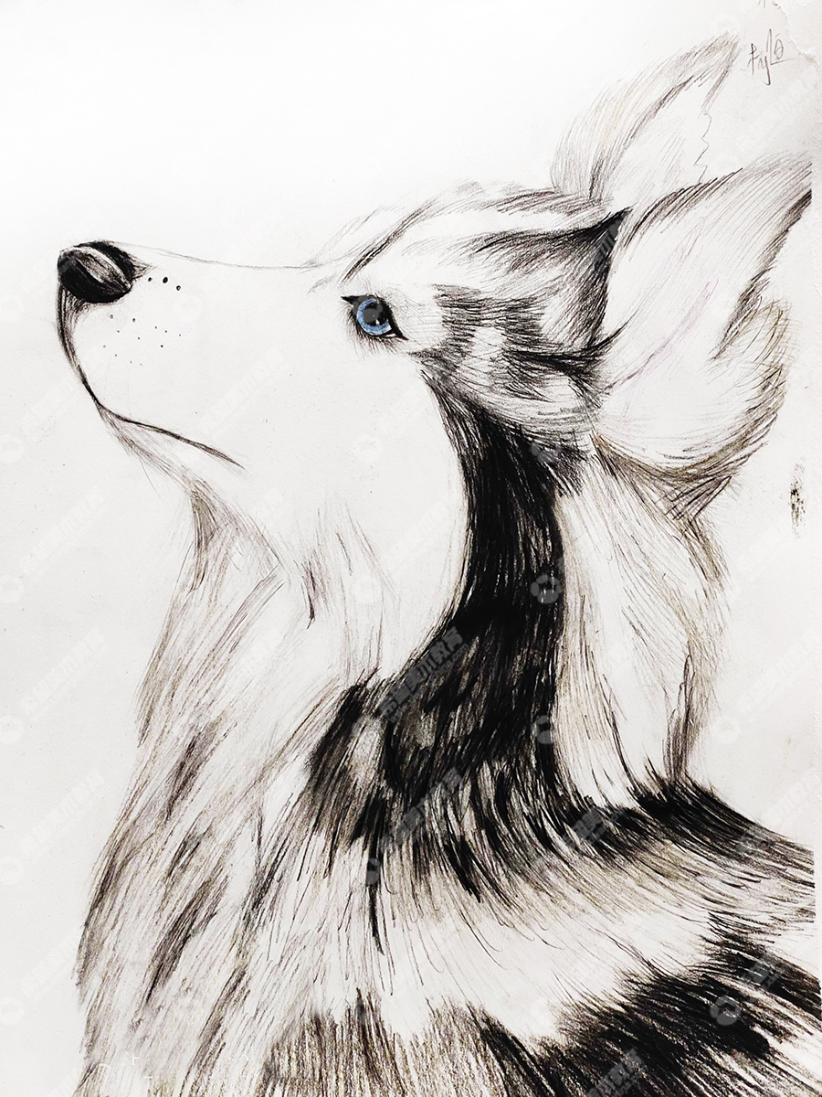 希望美术小画家柯恒作品《彩铅二哈》